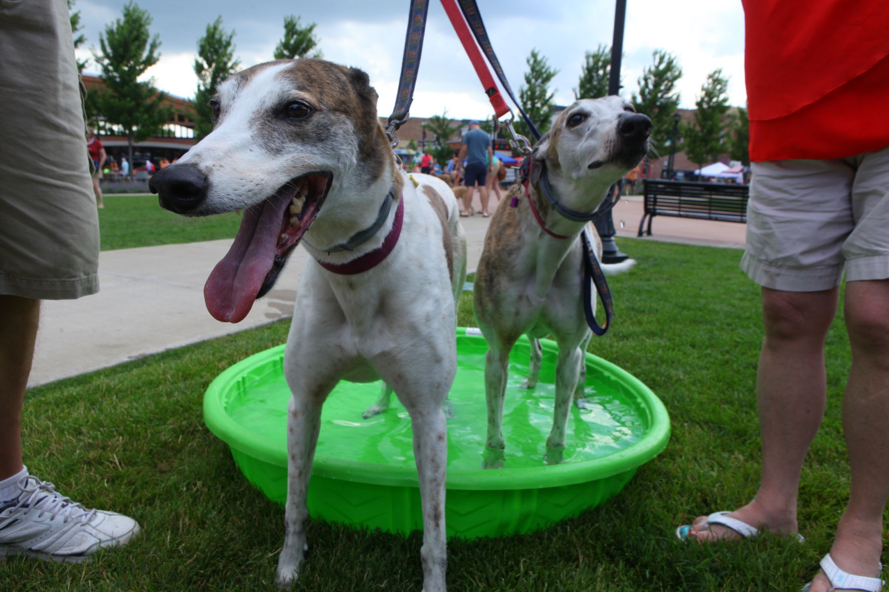 Paws in the Park